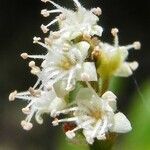 Guioa villosa ফুল