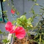 Hibiscus fragilis Floro