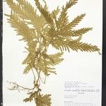 Selaginella parkeri Лист