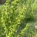 Rumex longifolius Gyümölcs