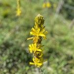 Asphodeline luteaFlower