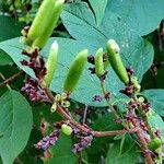 Syringa josikaea Fruit