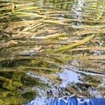 Vallisneria spiralis Likasa