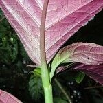 Drymonia macrophylla Inny