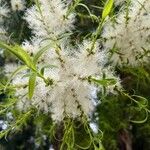 Melaleuca linariifolia Virág