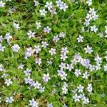 Lobelia pedunculata Flower