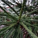 Cryptomeria japonica 葉