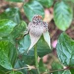 Rosa chinensis Fruit