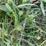 Cyperus hortensis Pokrój