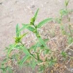 Sida spinosa 葉