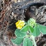 Medicago lupulina Blüte