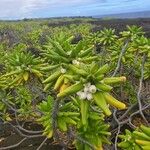 Scaevola taccada 葉