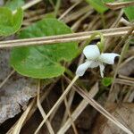 Viola renifolia Tervik taim