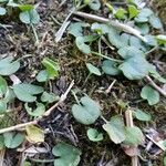 Dichondra repens Hoja