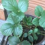 Fragaria chiloensis Листок