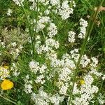 Galium glaucum Flower