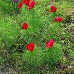 Paeonia tenuifolia Habitus