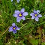 Sisyrinchium langloisii 花