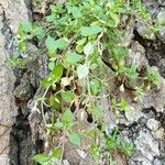 Moehringia pentandraFeuille