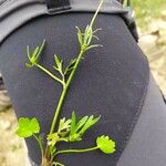 Ranunculus arvensis Blatt