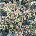 Viburnum tinus عادت داشتن