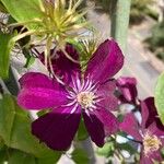 Clematis viticellaЦвят