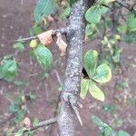 Commiphora glandulosa Blatt