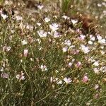 Petrorhagia saxifraga 花