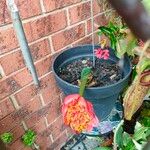 Haemanthus coccineus Flower