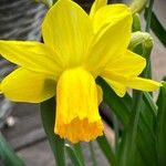 Narcissus cyclamineus Yeri