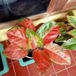 Aglaonema commutatumBlatt