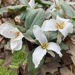 Trillium nivale പുഷ്പം