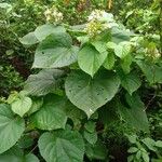 Clerodendrum infortunatum অভ্যাস