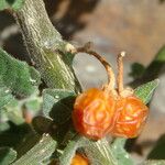 Solanum villosum Vrucht