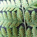 Lastreopsis exculta Leht