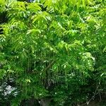 Pterocarya fraxinifolia Leht