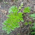 Heracleum sibiricumFulla