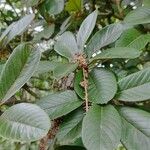 Clethra mexicana برگ