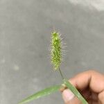 Setaria verticillata Blatt