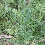 Lepidium virginicum Habit