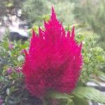 Celosia argentea പുഷ്പം