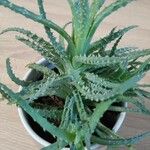 Aloe humilisHoja