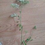 Pimpinella peregrina Хабит