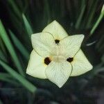 Dietes bicolor Çiçek