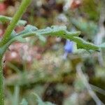 Senecio viscosus Bark