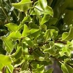 Pittosporum tenuifolium Leaf