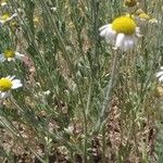 Anthemis ruthenica Flors