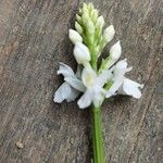 Orchis mascula x Orchis militaris Flower