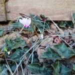 Cyclamen hederifoliumFolha