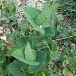 Aristolochia paucinervis Blad